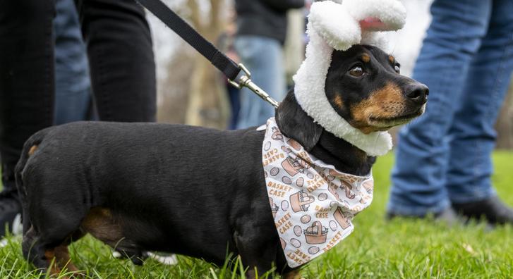 Jelmezes tacskók uralták London egyik legnagyobb parkját