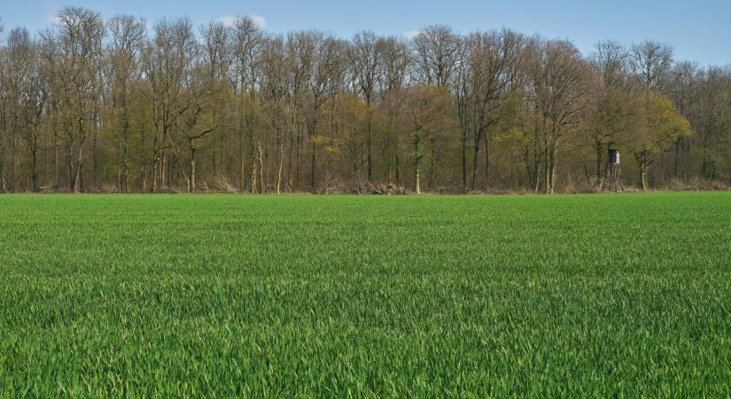 Aggódnak a gazdák a vetésekért: egy dolgon múlhat a hazai termés sorsa