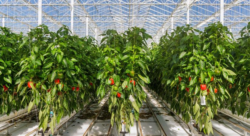 Drágult az üvegházi termelés: megfizethetetlen a tavaszi zöldség?