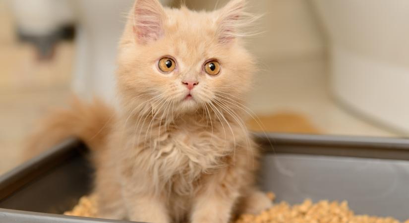 Ez az édes kis szőrgombóc megmutatja, milyen az igazi macskaszeretet (videó)