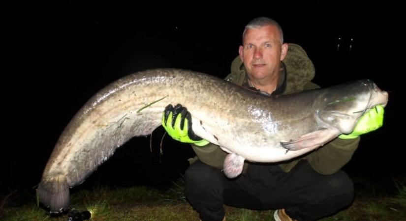 Halszörnyek a mátrai tóban: egymás után húzzák ki a gigaharcsákat