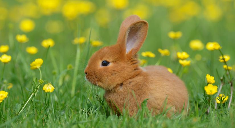 Figyelmeztetik a magyarokat: ezt semmiképp se vedd meg húsvétra