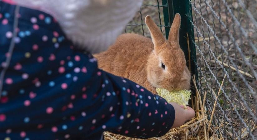 Dobozban az út szélén: ez történik sok húsvéti nyuszival