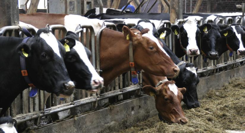 Az utolsó kilogrammnyi takarmány is számít