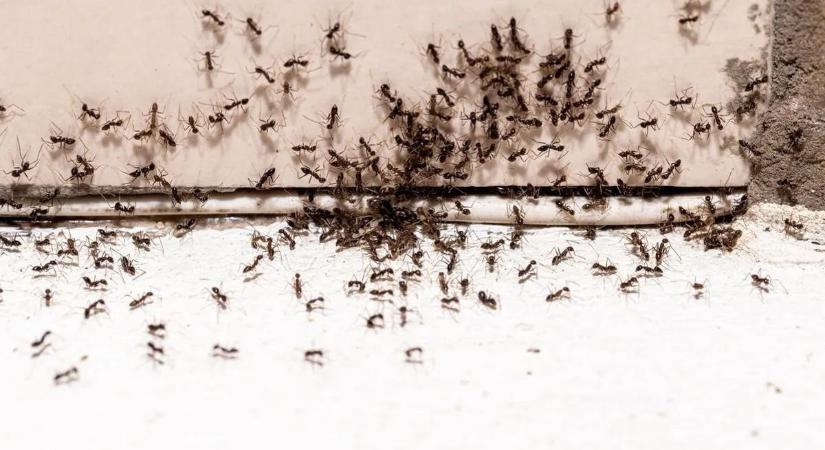 Egy hiba, amit mindenki elkövet: ezért lepik el újra és újra a hangyák az otthonunkat