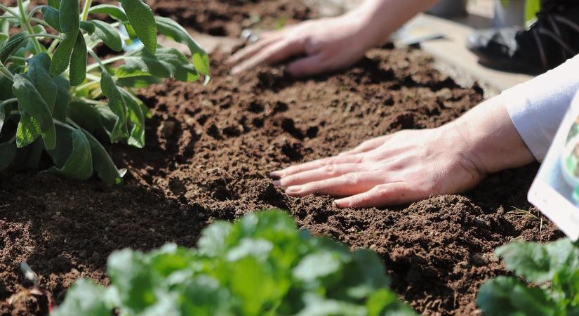 Meglepő, mennyire fontos a talaj pH-ja