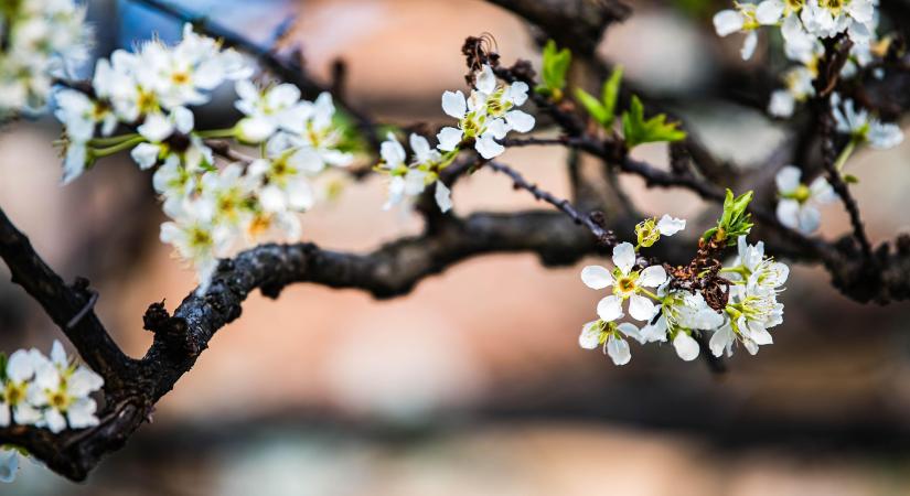 Fagyveszély fenyegeti a gyümölcsösöket