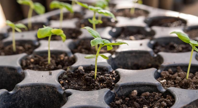 Magas nyitóárak a holland hajtatási szezon kezdetén