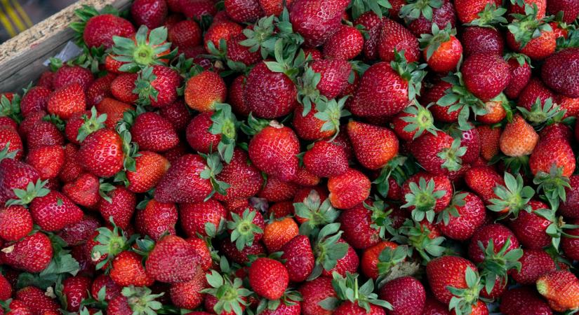 Hiába a tökéletes minőség, itt a termelők nyakán maradhat a gyümölcs