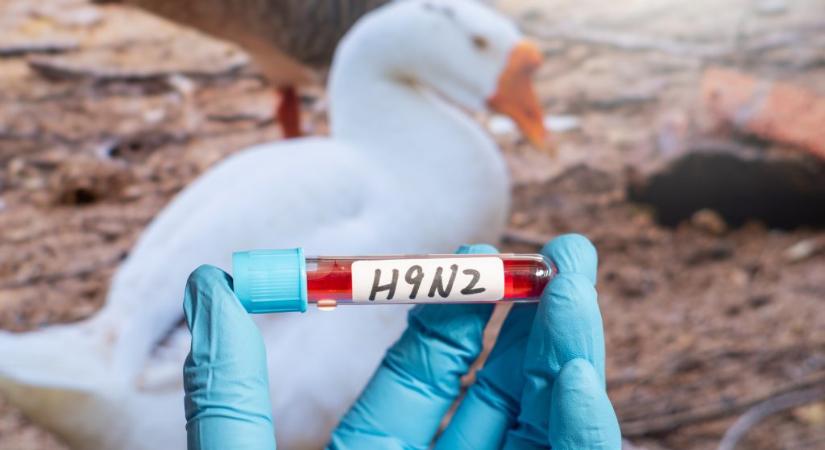 Megtalálták az első H9N2 madárinfluenzával fertőzött emberi beteget Európában