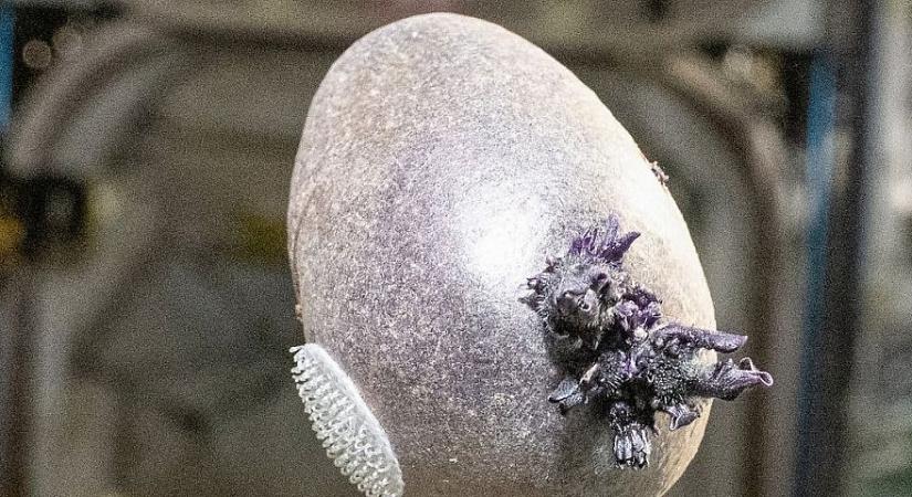 Lila, burjánzó életformát fotóztak a Nemzetközi Űrállomás Fedélzetén