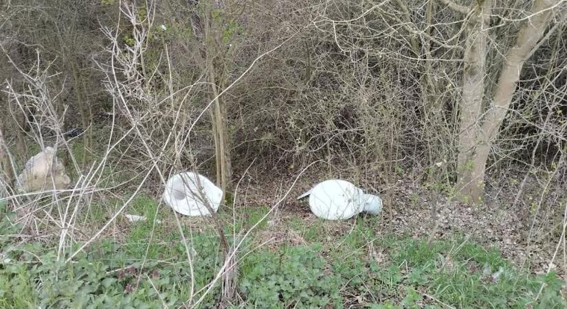 Szeretkezzen veled egy barnamedve, ott, a patak mellett! A természetkárosító magányossága...