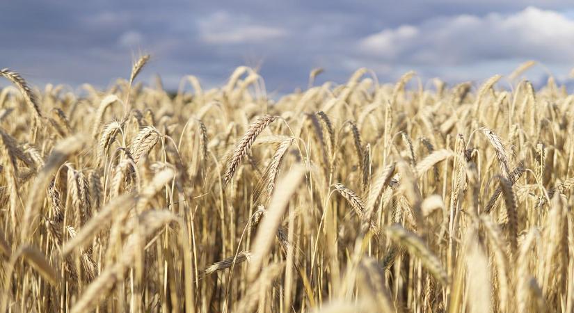 Pazar éve volt tavaly a mezőgazdaságnak, szinte mindenből több termett