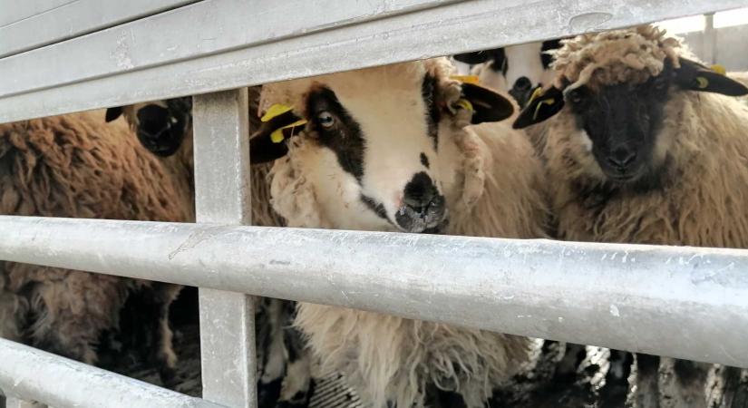 Két ideiglenes vágópont látja el a csíkszeredai piacot húsvéti báránnyal