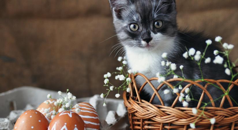 Ez a húsvéti étel borzasztóan veszélyes lehet a cicád számára