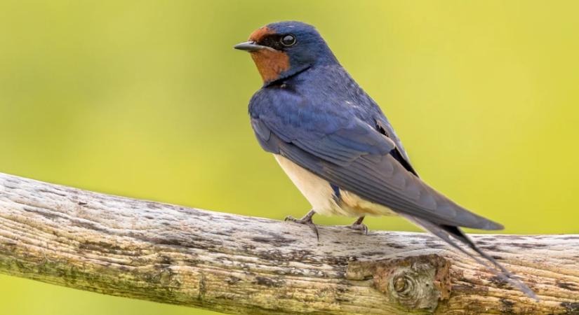 Hosszú volt az út Afrikából: Zalába megérkezett az első fecske