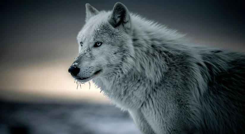 Pánik Hamburgban: farkas támadt egy nőre a belváros közelében