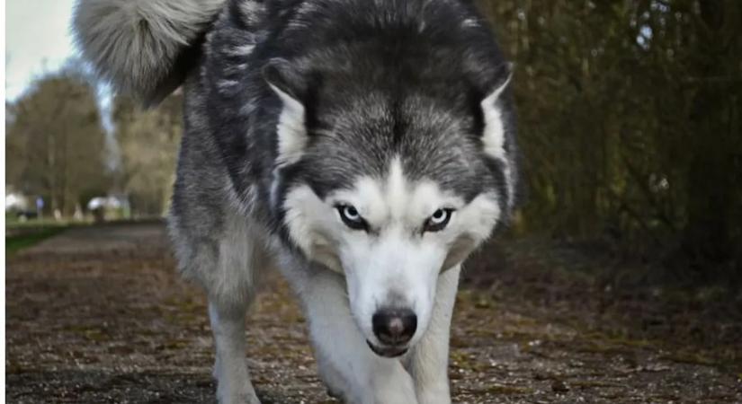 Vérfagyasztó támadás: farkas harapott meg egy nőt a belvárosban