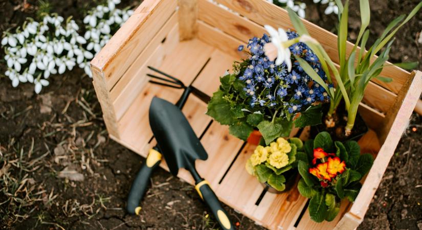 7 növény, amit ha most elültetsz, egész nyáron virágzik