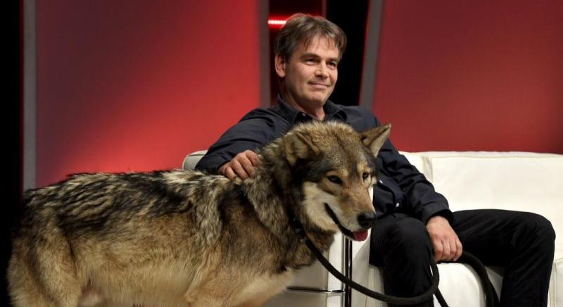 Farkas támadt a belvárosban egy nőre, kórházban ápolják