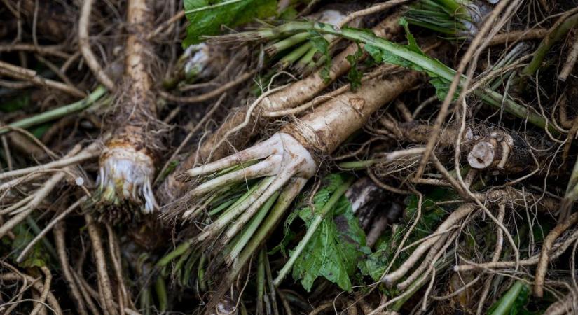 Megtámadta a kínai import a magyar tormát, de csúfos vereséget szenvedett