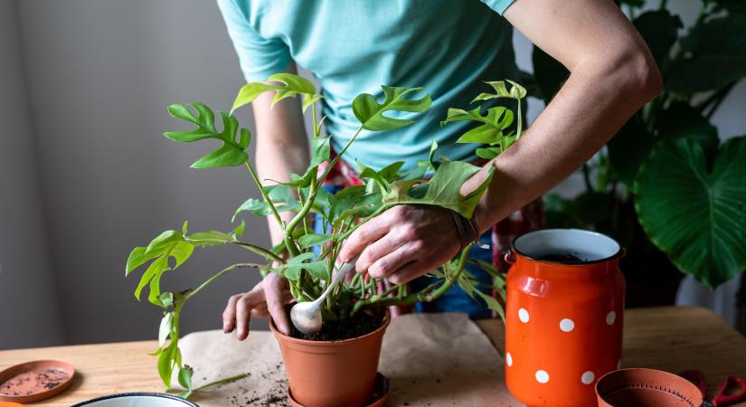 Ezért tesznek egyre többen kanalat a virágcserepekbe