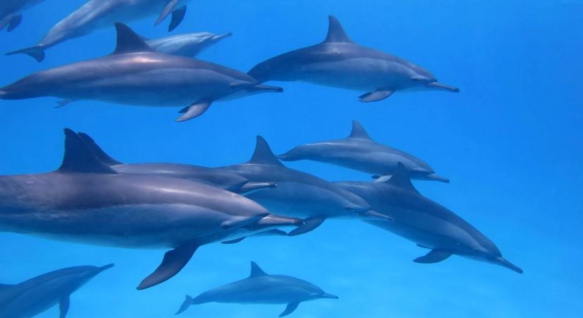 Egyiptom a közel-keleti konfliktus utazási nyertese – miért nő az érdeklődés?