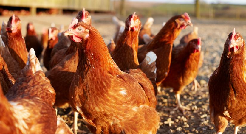 Megérkezett Európába: emberben is kimutatták a madárinfluenzát