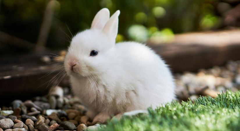 Állatvédők figyelmeztetnek: ne vegyünk élő nyulat húsvétra