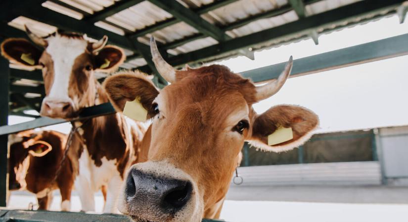 Több mint 2 ezer gazdaság kap támogatást: indul a tejpénzek folyósítása