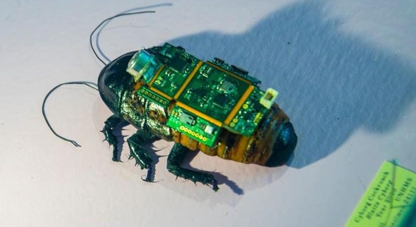 Kiborg csótányok: élő rovarokból lettek irányítható robotok