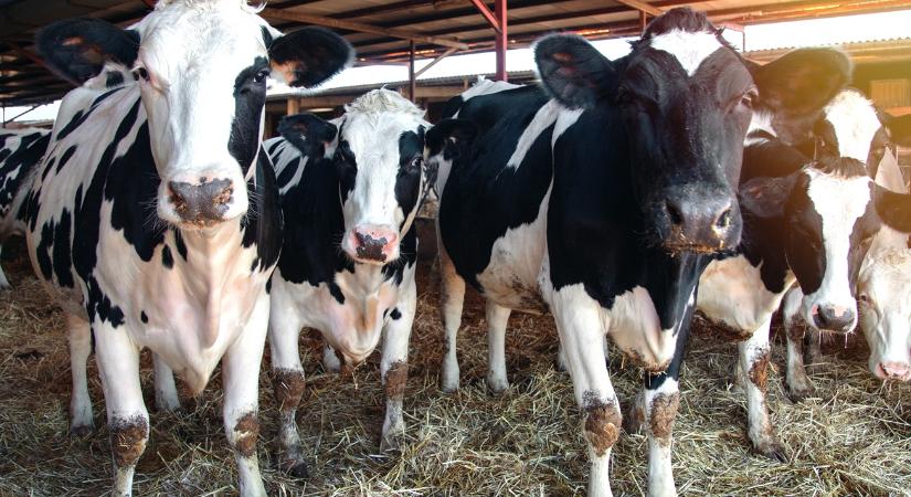 Több mint 2100 gazda számlájára érkezik pénz a napokban