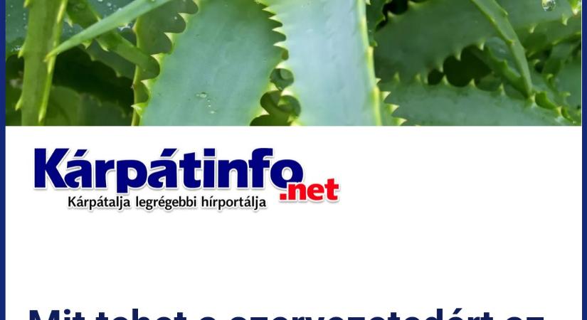 Mit tehet a szervezetedért az aloe vera ital rendszeres fogyasztása?