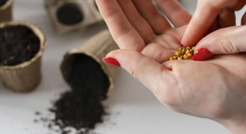 Mindent úgy csinálsz, ahogy a nagykönyvben meg van írva, mégse lesz a vetőmagból palánta? Ez lehet a baj