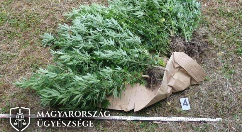 Addig jár a korsó a kútra... – a 11 tő marihuánának börtön is lehet az ára
