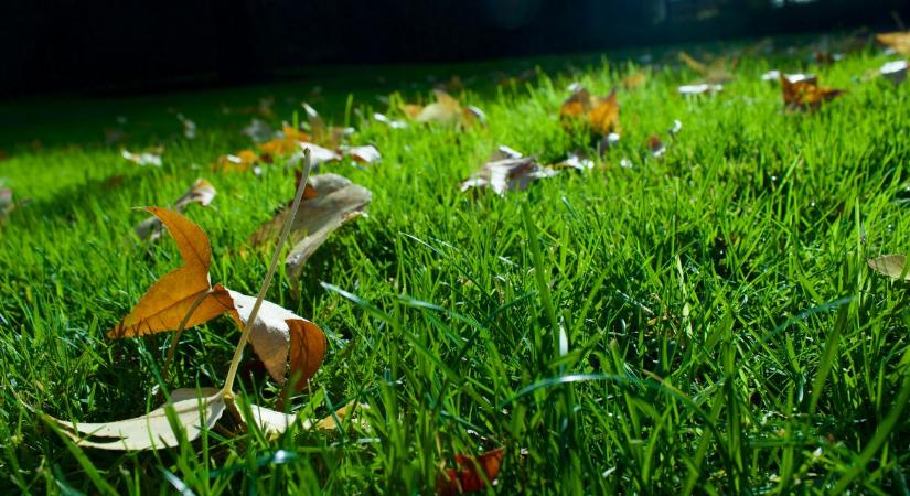 Gyepszellőztetés: miért fontos tavasszal?