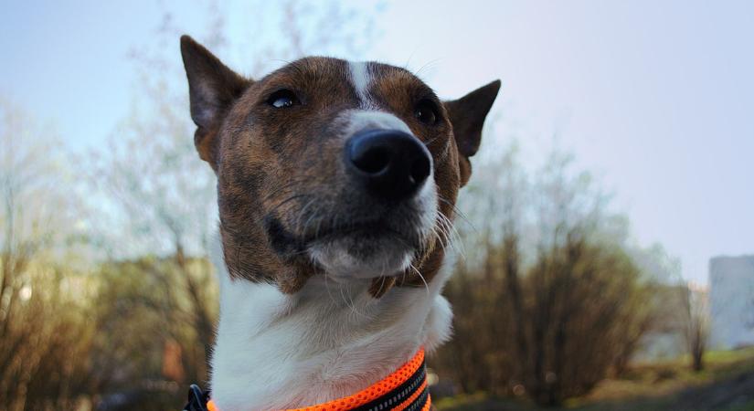 Három héten át tartó ebzárlat és legeltetési tilalom lép életbe Békésben