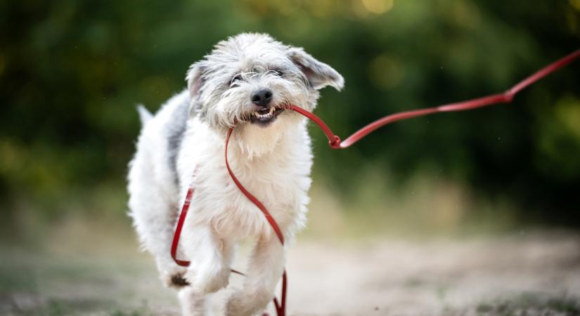 Sokan nem tudják: ennyit kellene sétálnia egy kutyának minden nap