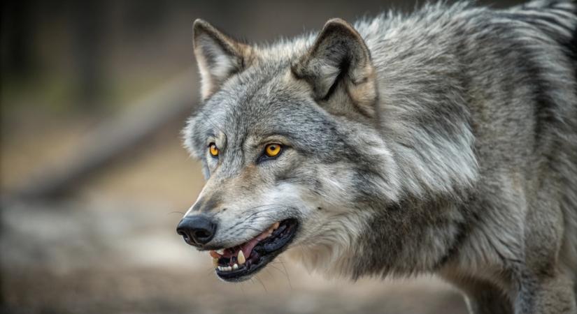 Farkastámadás borzolja a kedélyeket