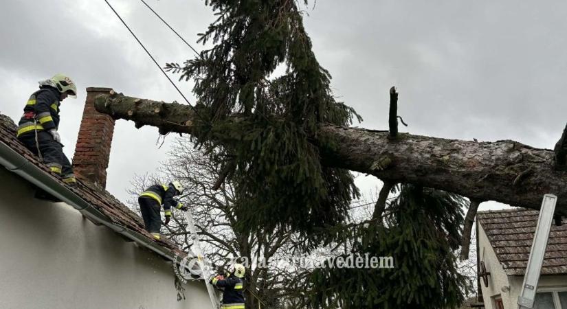 A környező épületekre és vezetékekre akart dőlni – a lenti tűzoltók távolították el a fát