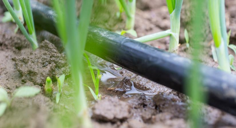 Ha így locsolsz, sok vizet spórolhatsz