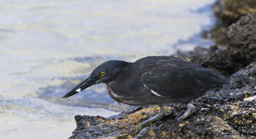 Rendet tettek gémügyben, mégis önálló fajnak számít a galápagosi lávagém