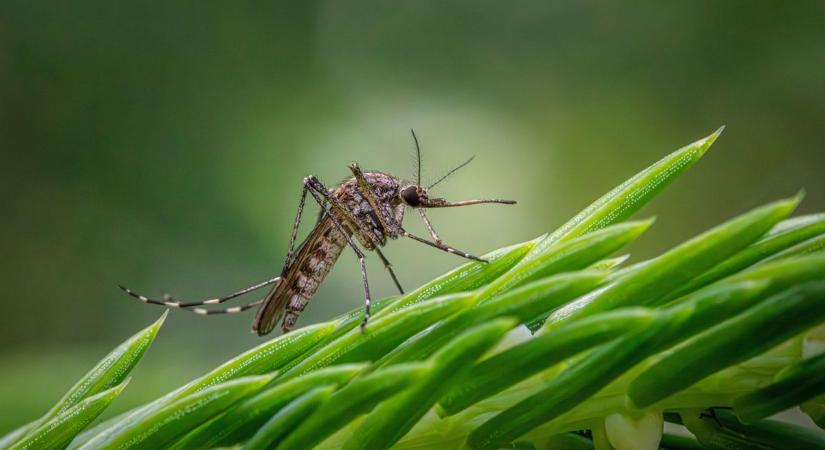 Itt a nyár, itt vannak a szúnyogok! Mi a teendő?