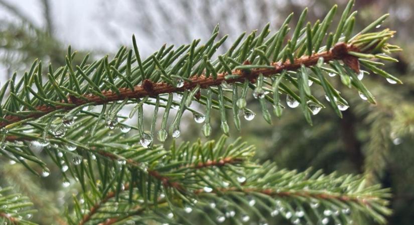 Mindenhol enyhült a szárazság