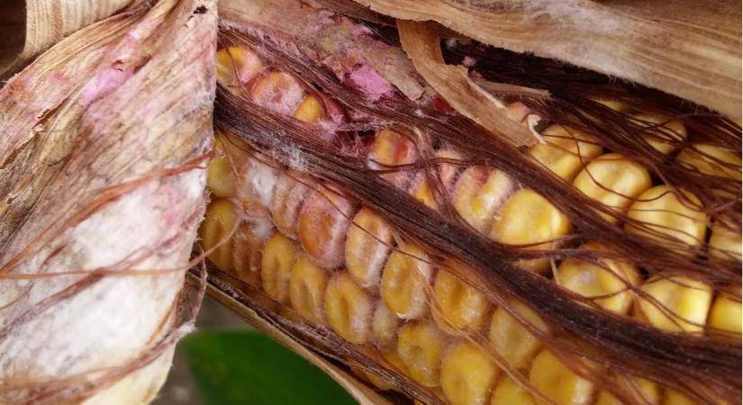 Mikrobiológiai készítmények a talaj- és növényegészség támogatására