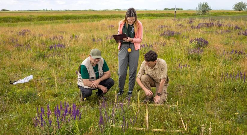 Nem is hinnéd, ezért nem mindegy, mi nő a tábla szélén