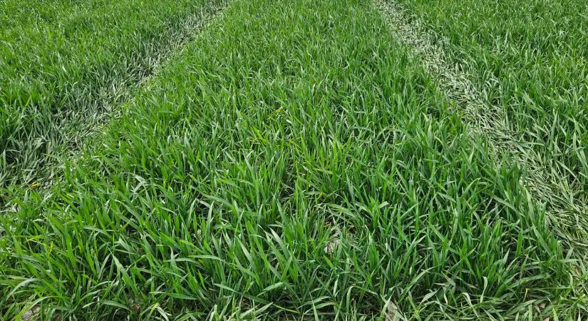 Gyomirtás kompromisszumok nélkül: Timeline FX a gyakorlatban