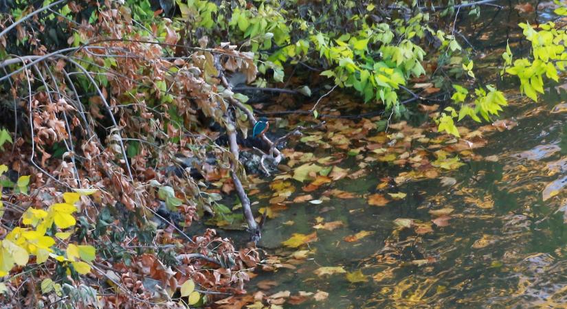 A széncinege volt a Téli madárles sztárja