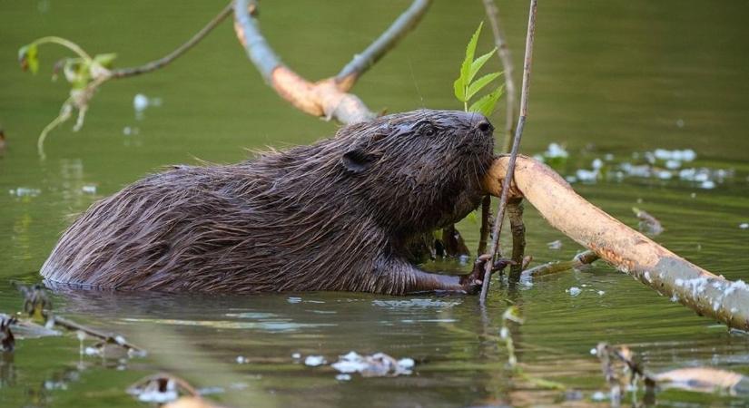 A hódok átalakítják a tájat, és a víz útját is