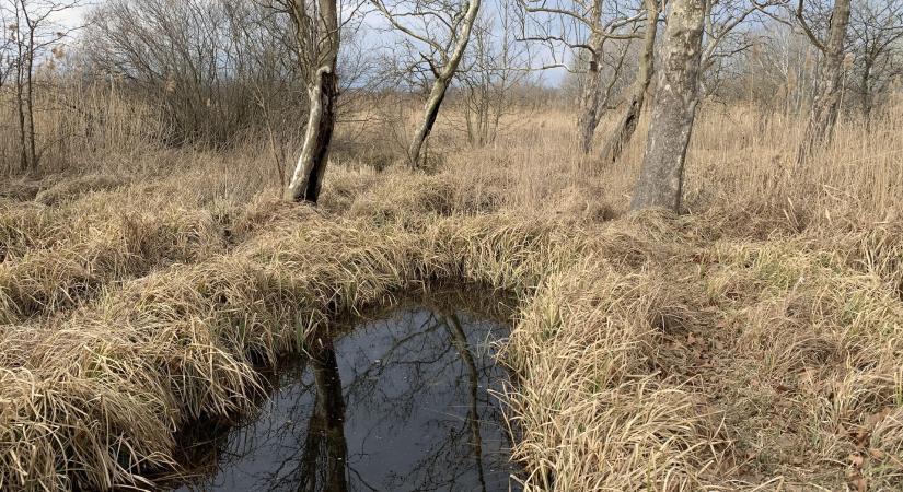 A rákosi vipera, piócásgödrök és a névadó Rákos-patak